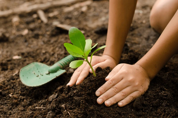 planting-young-tree-by-kid-600nw-302422220